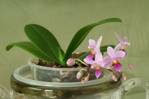 Orchidėjų priežiūra